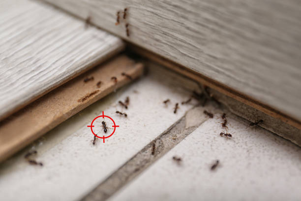 Best Ant Control Services  in Belle Plaine, MN